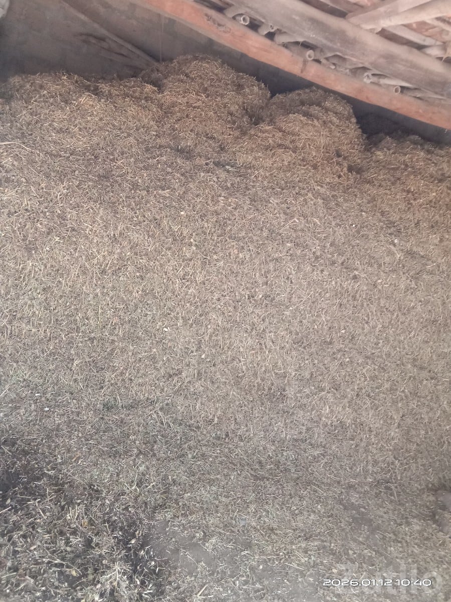 Red Single-Speed Bicycle for Sale - સાયકલ - જુનાગઢ - Image 2