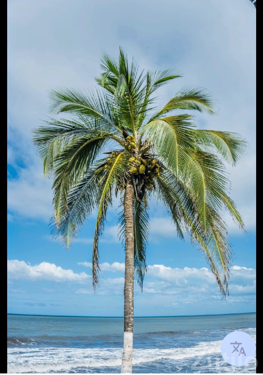 Coconut Orchard Available on Lease - Land & Plots - Mendarda - Image 2