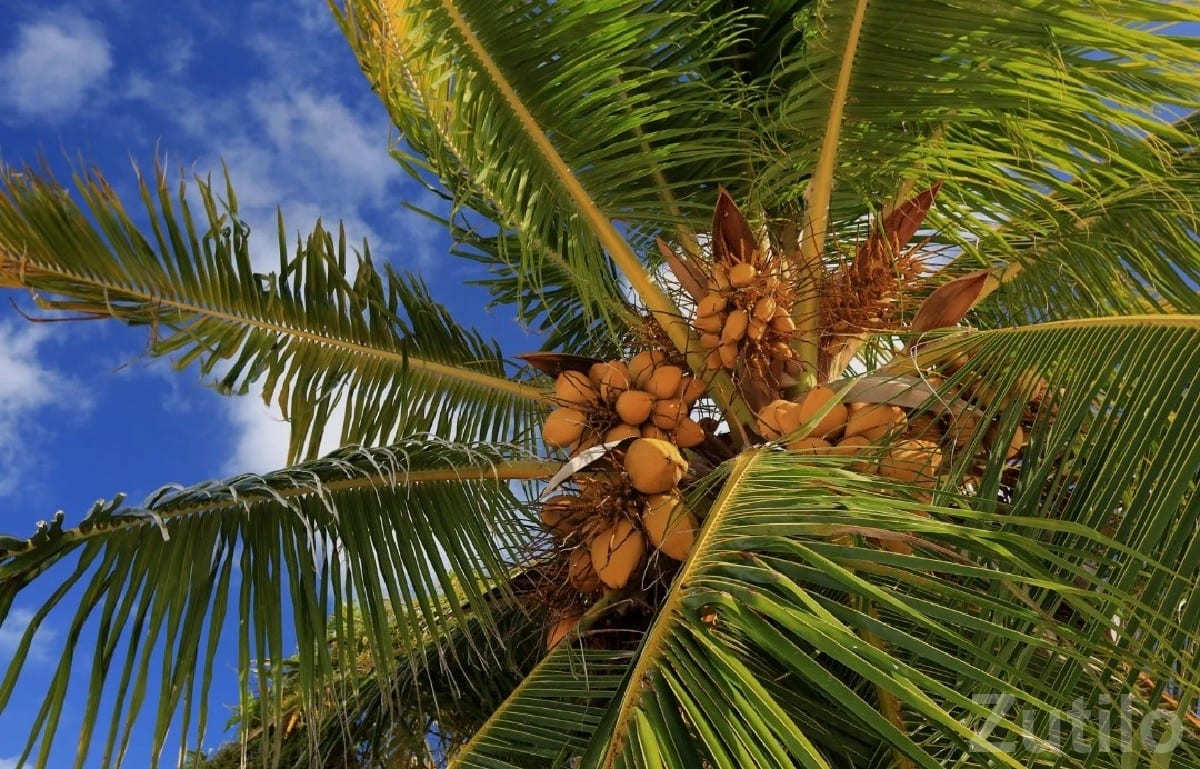 Coconut Orchard Available on Lease - Land & Plots - Mendarda - Image 3