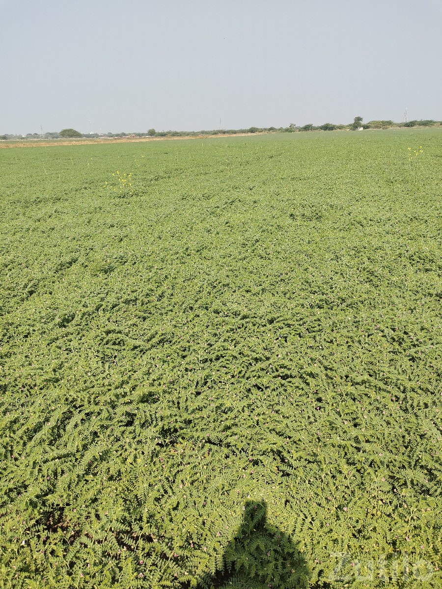 30 Vigha Farmland Plot for Sale Langad 30 Vigha Farmland Plot for Sale Langad