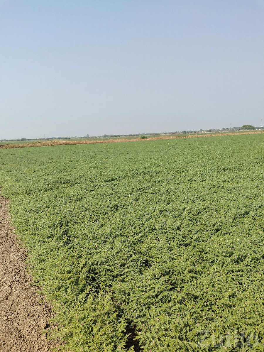 30 Vigha Farmland Plot for Sale Langad - Land & Plots - Mangrol - Image 2