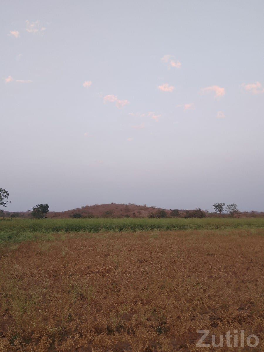 32 Bigha Irrigated Farm Land for Sale - Land & Plots - Upleta - Image 2