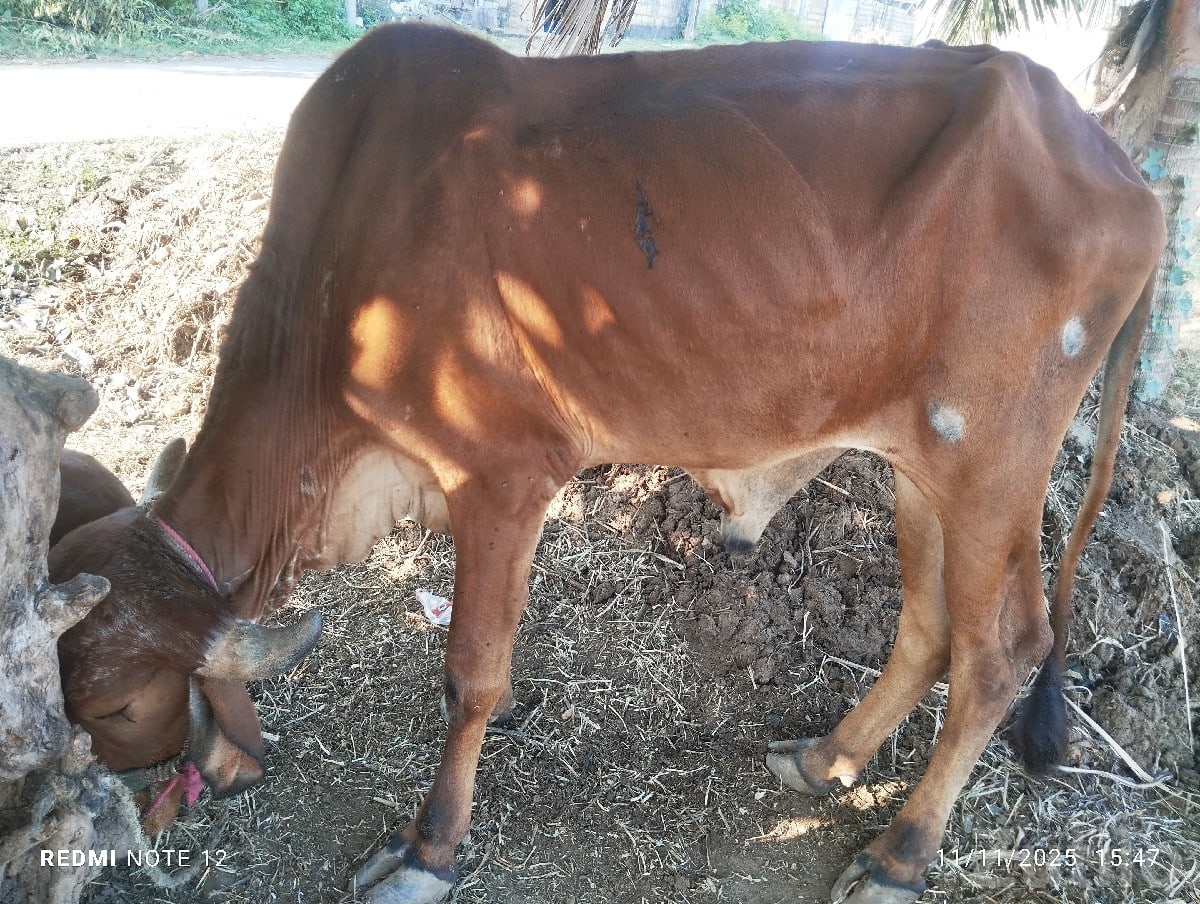 Green Agricultural Farm Land for Sale - જમીન અને પ્લોટ - કોડીનાર - Image 2