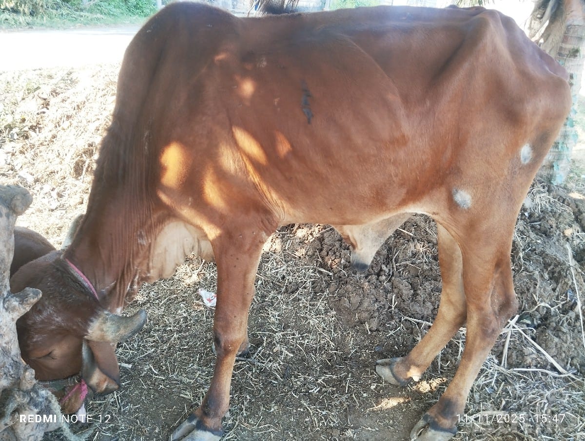 Green Agricultural Farm Land for Sale - જમીન અને પ્લોટ - કોડીનાર - Image 3