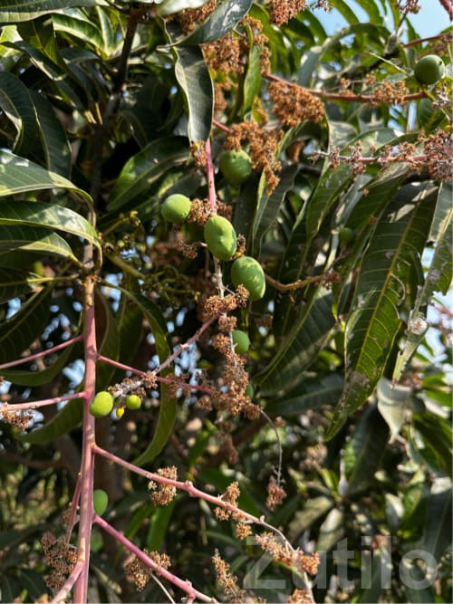 Mango Orchard Lease Available Bhavnagar - જમીન અને પ્લોટ - જેસર - Image 2