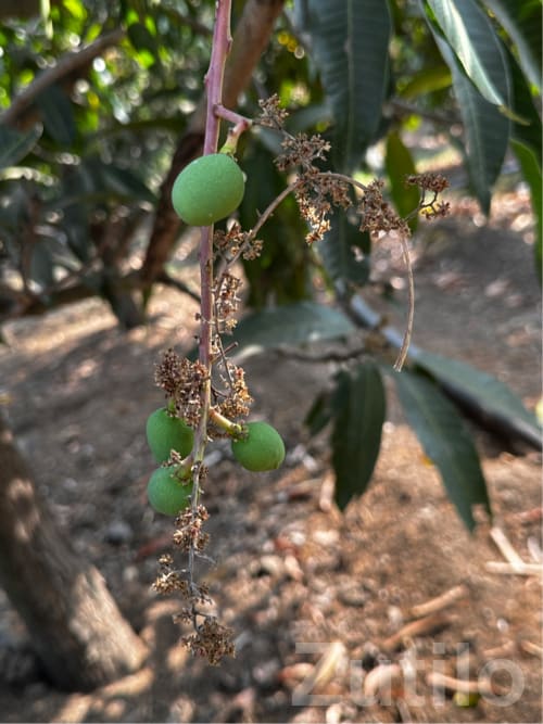 Mango Orchard Lease Available Bhavnagar - જમીન અને પ્લોટ - જેસર - Image 3