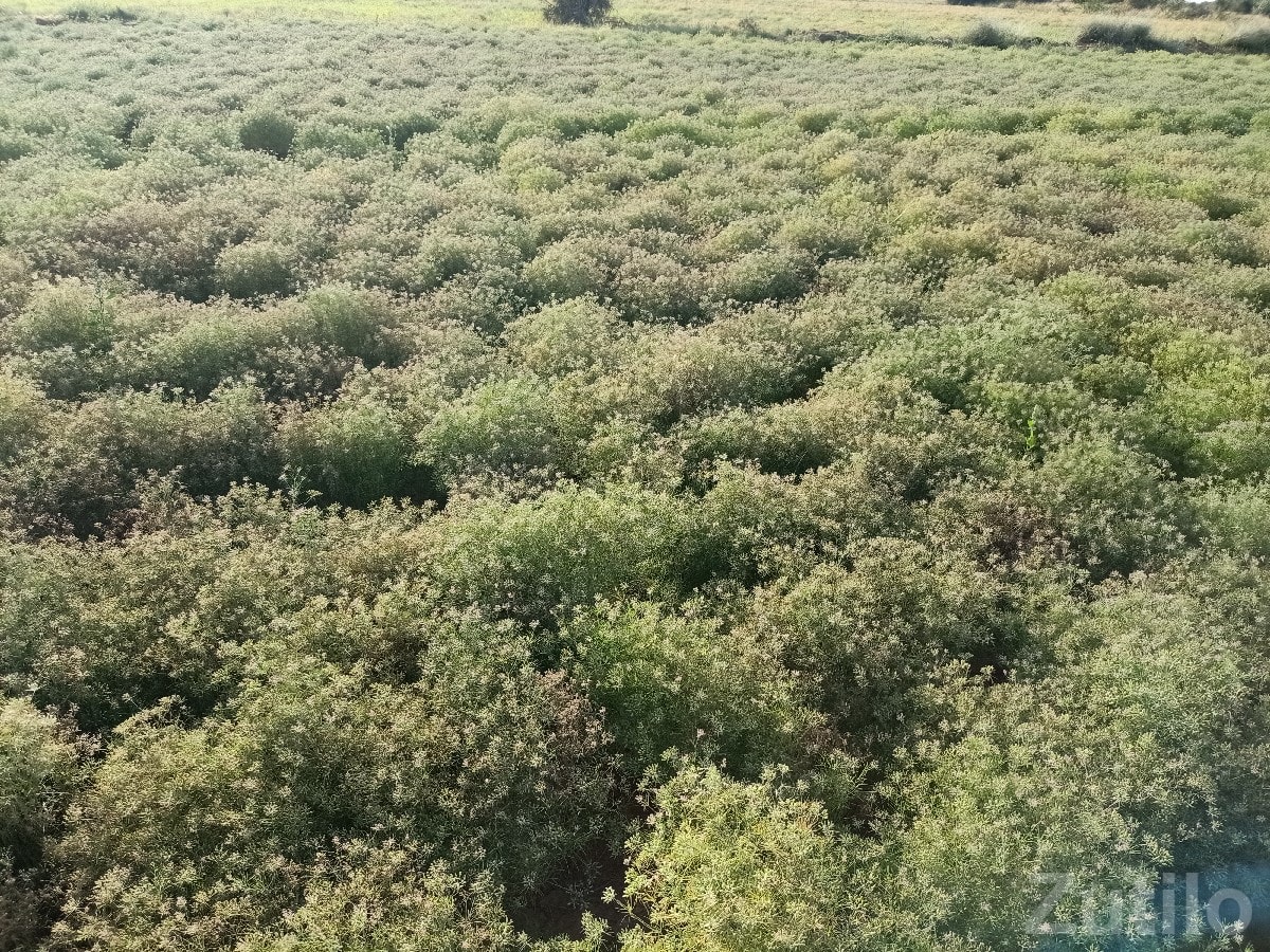 Agricultural Land for Sale in Kutch Agricultural Land for Sale in Kutch