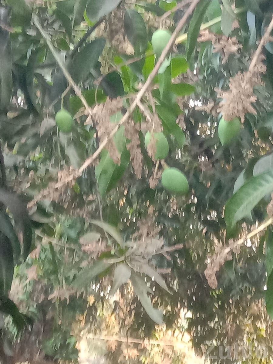 Kesar Mango Orchard Lease in Talala - Land & Plots - Talala - Image 2