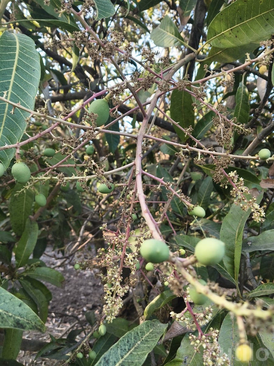 Mango Orchard Lease 15 Vigha, 250 Trees