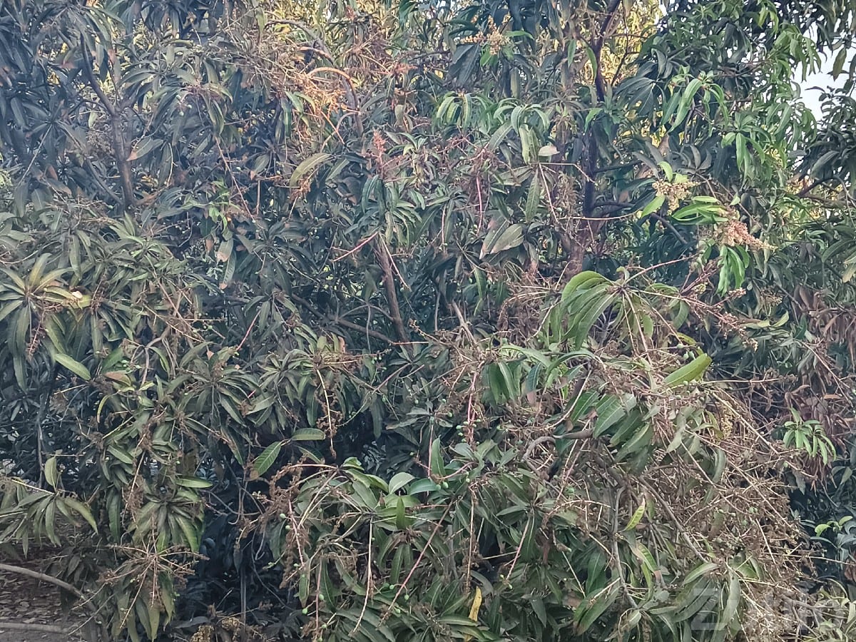 Mango Orchard Lease 15 Vigha, 250 Trees - જમીન અને પ્લોટ - બાંટવા - Image 3