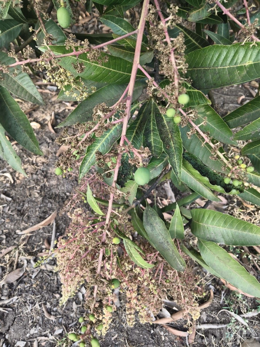 Mango Orchard Lease 15 Vigha, 250 Trees - જમીન અને પ્લોટ - બાંટવા - Image 2