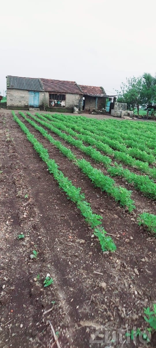 35 Vigha Agricultural Land on Share Basis