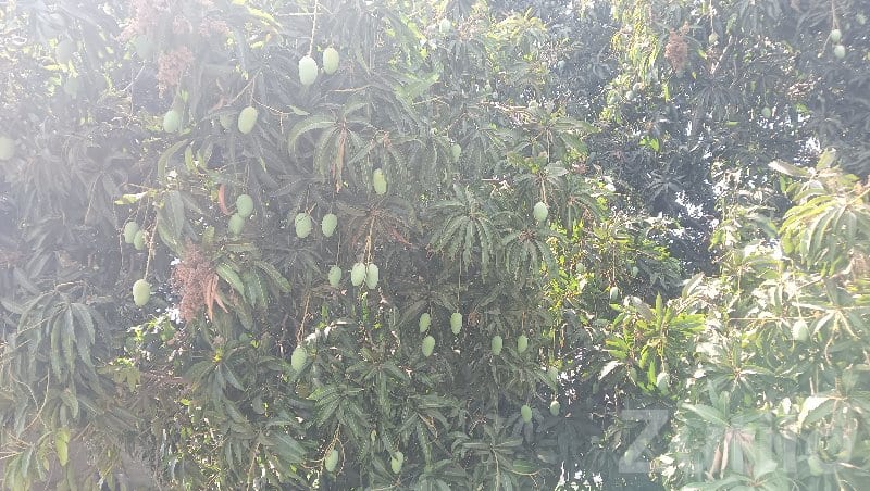 Kesar Mango Orchard Land Available