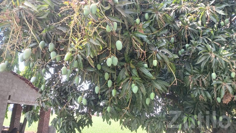 Kesar Mango Orchard Land Available - Land & Plots - Visavadar - Image 2