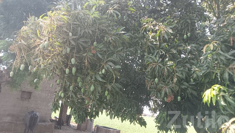 Kesar Mango Orchard Land Available - Land & Plots - Visavadar - Image 3