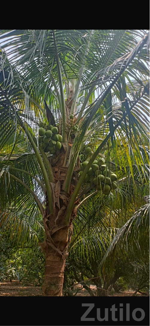 Labour Needed for Coconut Garden Care Labour Needed for Coconut Garden Care