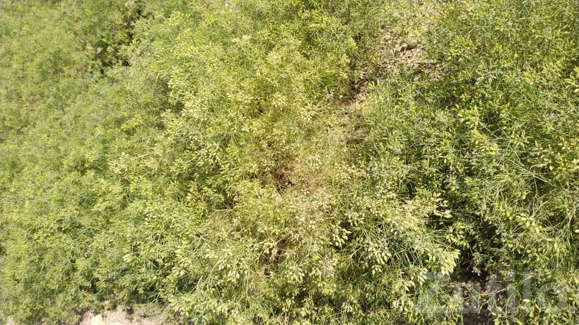 3 Acre Agricultural Land with Bore and House 3 Acre Agricultural Land with Bore and House