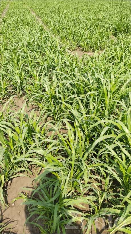 3 Acre Agricultural Land with Bore and House - જમીન અને પ્લોટ - વાંકાનેર - Image 2