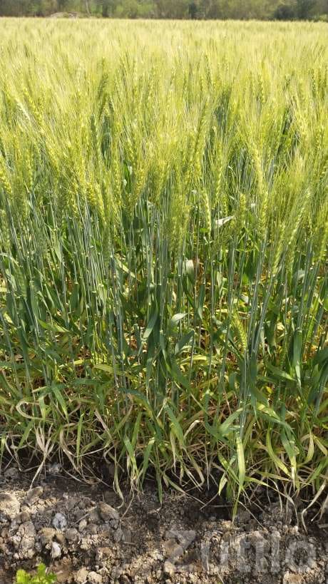 3 Acre Agricultural Land with Bore and House - જમીન અને પ્લોટ - વાંકાનેર - Image 4