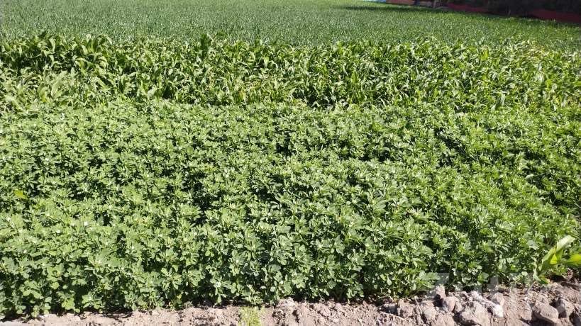 3 Acre Agricultural Land with Bore and House - જમીન અને પ્લોટ - વાંકાનેર - Image 3