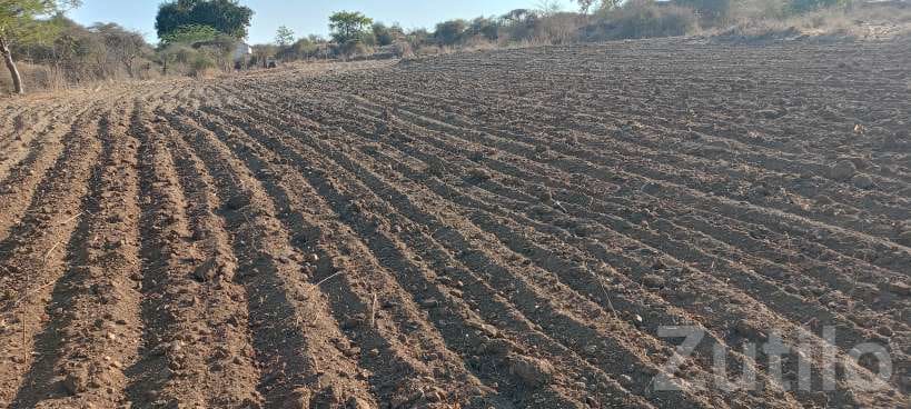 2.5 Vigha Agricultural Land for Sale - Land & Plots - Savarkundla - Image 4
