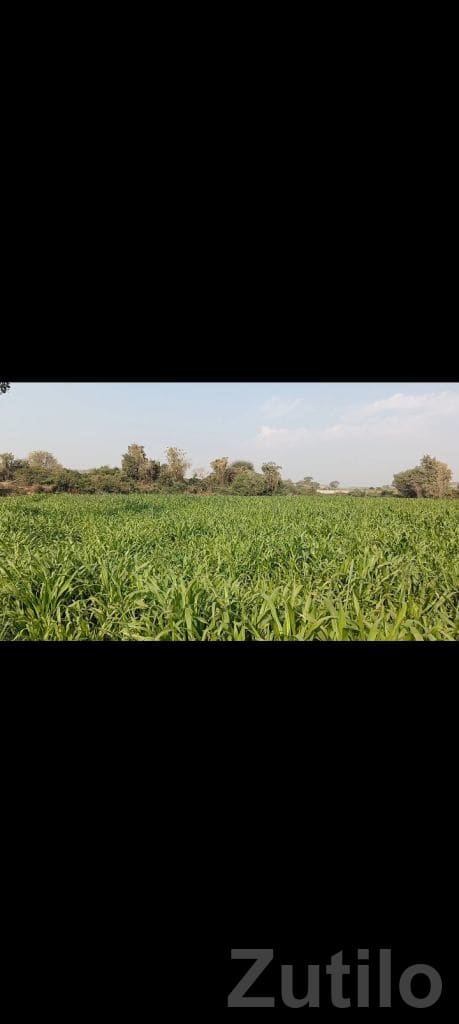 50 Guntha Agricultural Land for Sale - Land & Plots - Jamkandorna - Image 2
