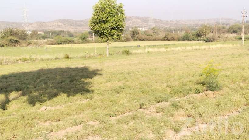 4 Acre Agricultural Land with House for Sale - જમીન અને પ્લોટ - વાંકાનેર - Image 3