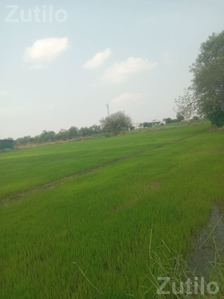 Rice Planting Labour Service Available