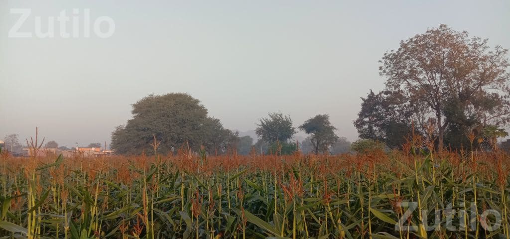 6.20 Bigha Agricultural Land for Sale