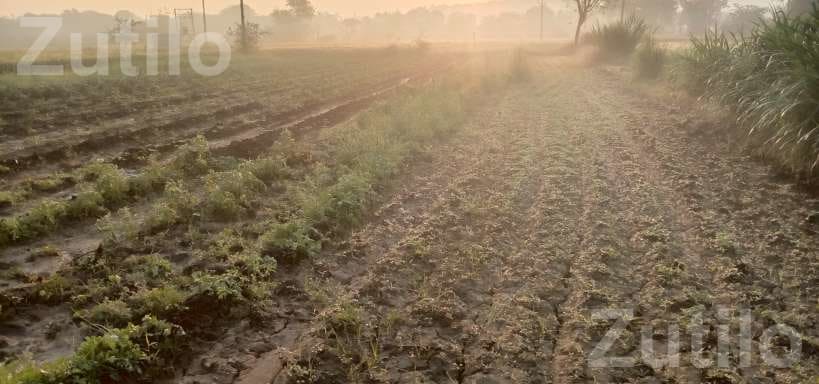 6.20 Bigha Agricultural Land for Sale - Land & Plots - Palanpur - Image 5
