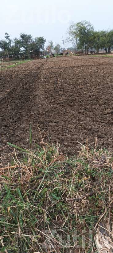 Agricultural Land Plot for Sale - Land & Plots - Anklav - Image 3