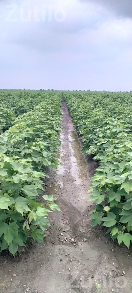 Farm Labour Job for 20 Workers