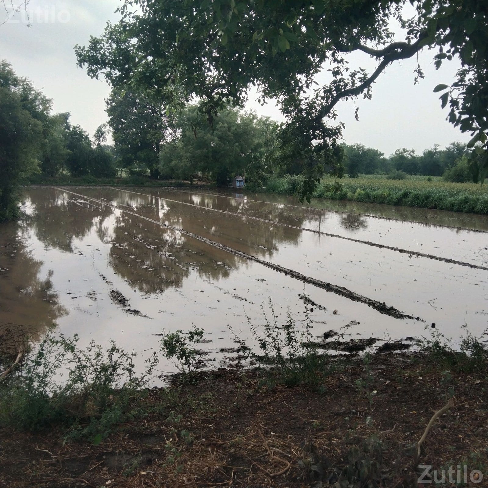Agricultural Land Plot 125 Guntha