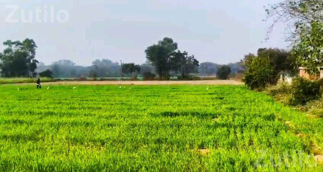 2 Vigha Land for Sale Near Kathlal Highway