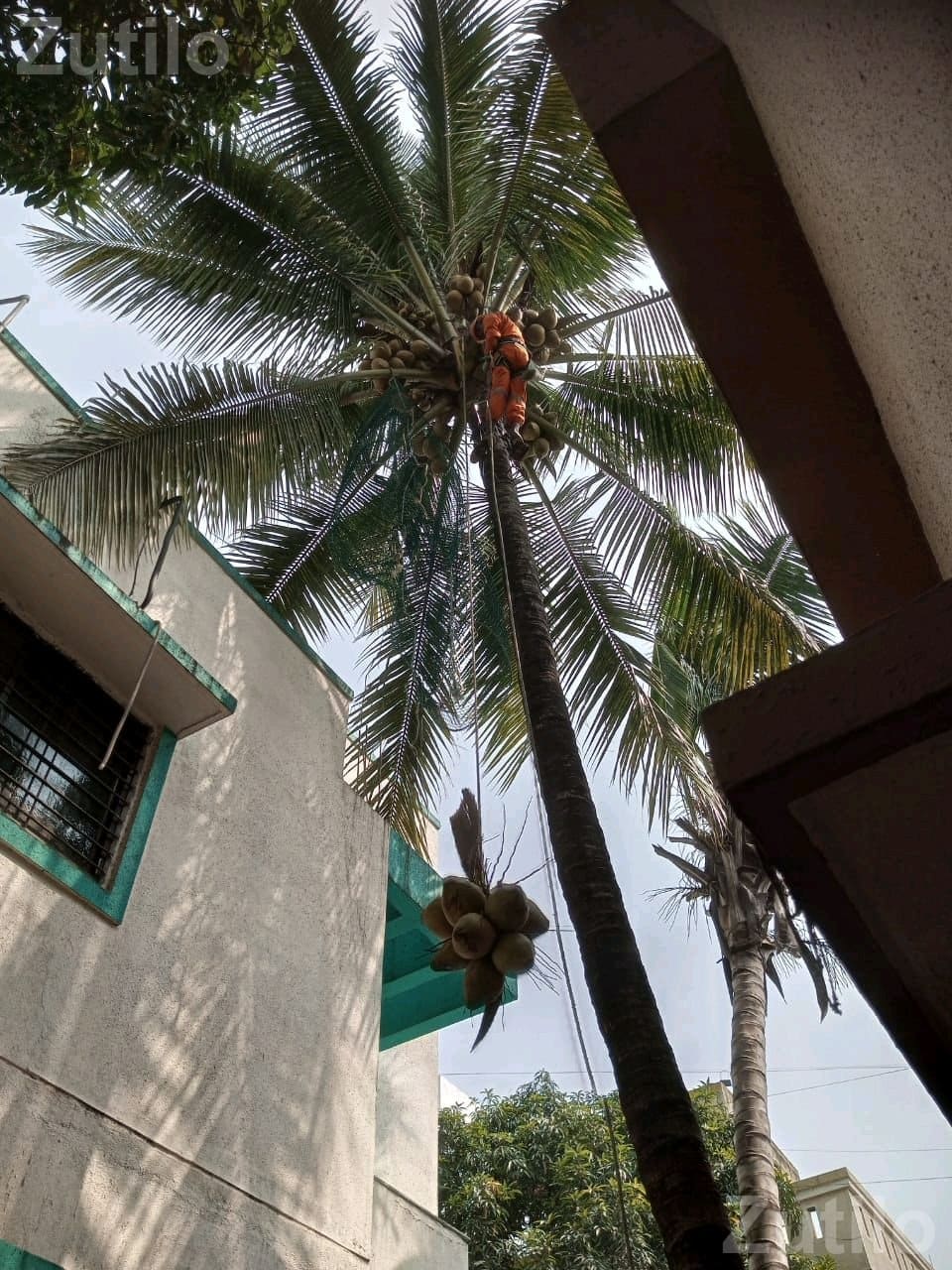 Coconut Tree Climbing and Cutting Service