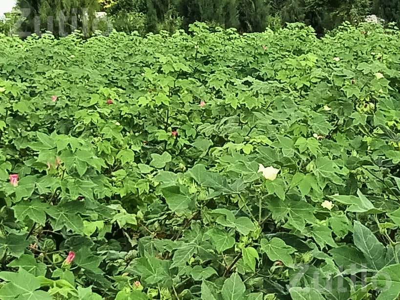 Agricultural Land Required on Lease Agreement - Land & Plots - Limkheda - Image 3
