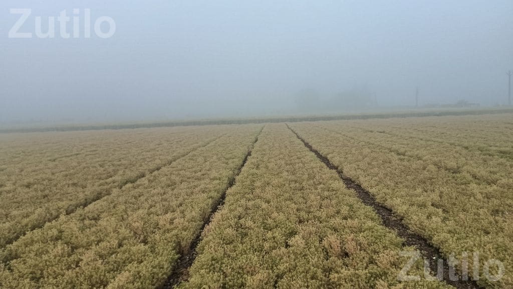 Agricultural Land Required on Lease Agreement