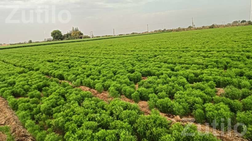 Agricultural Land Required on Lease Agreement - Land & Plots - Limkheda - Image 2