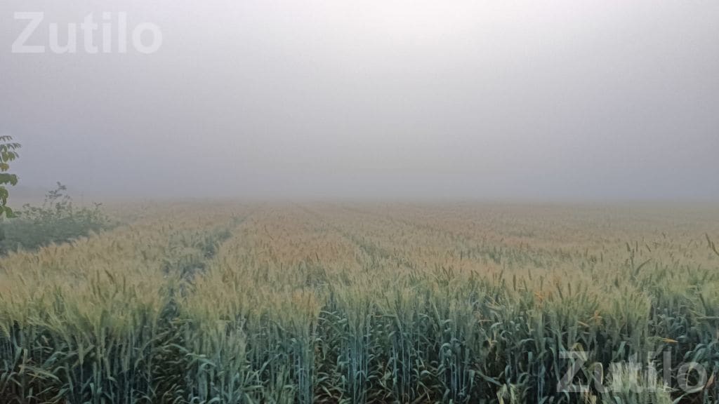 Agricultural Land Required on Lease Agreement - Land & Plots - Limkheda - Image 4