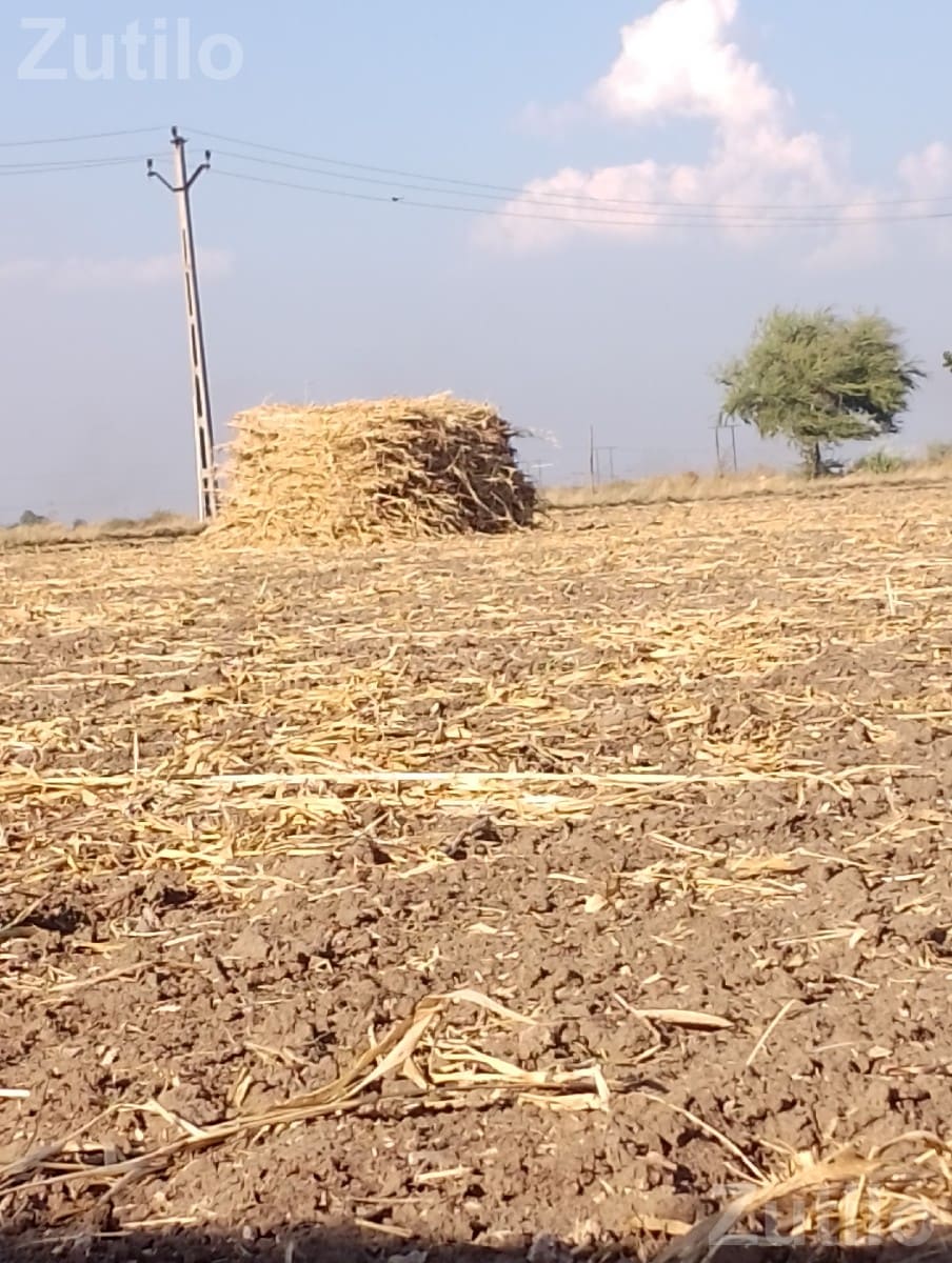 Agricultural Land Plot for Sale - જમીન અને પ્લોટ - કુટિયાણા - Image 2
