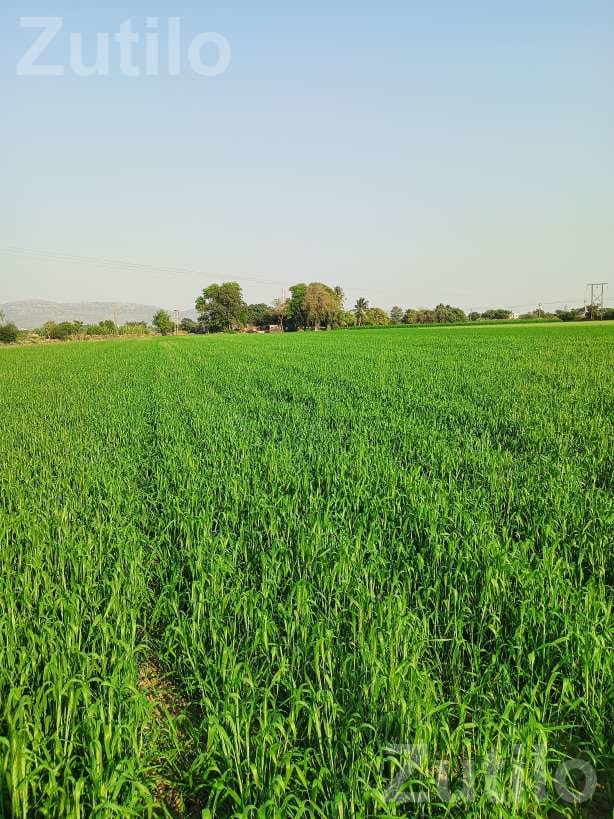 Road Touch Agricultural Land for Sale