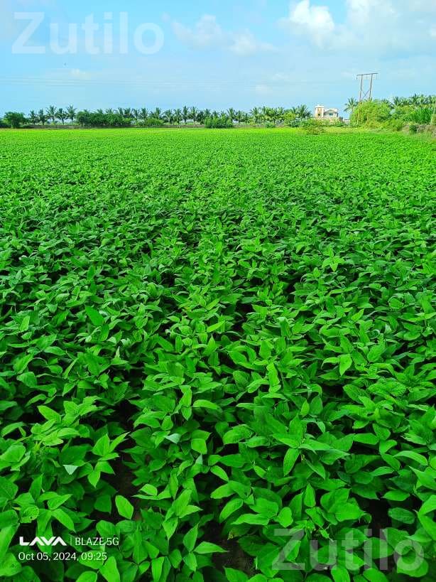 Road Touch Agricultural Land for Sale - Land & Plots - Ranavav - Image 4