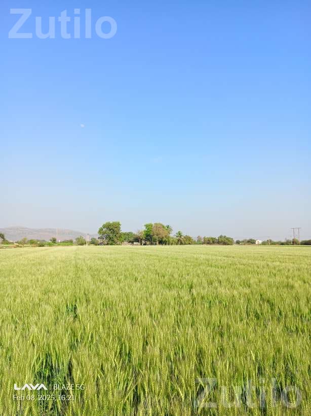 Road Touch Agricultural Land for Sale - Land & Plots - Ranavav - Image 2