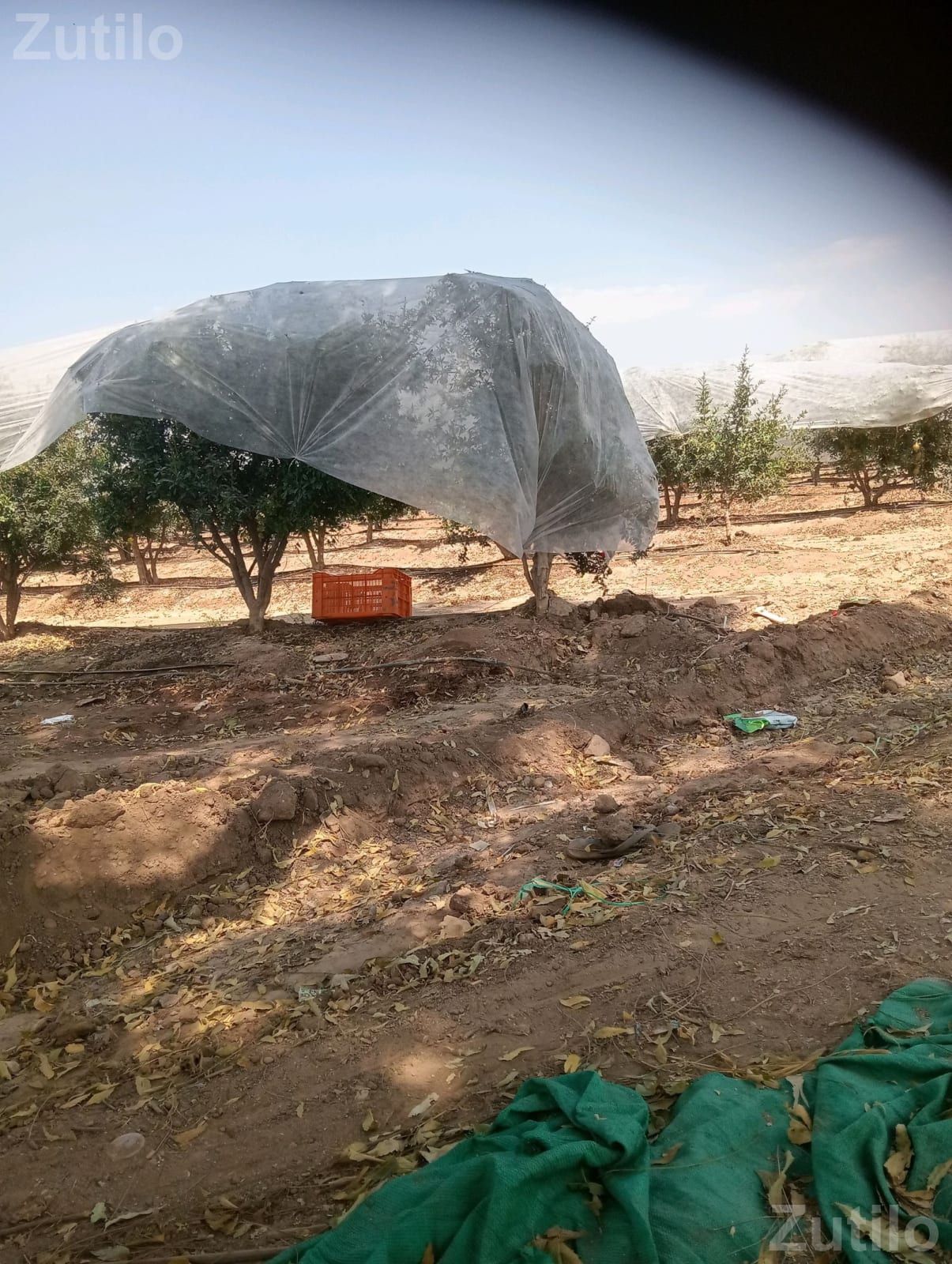 Orchard Land with Tree Net Cover
