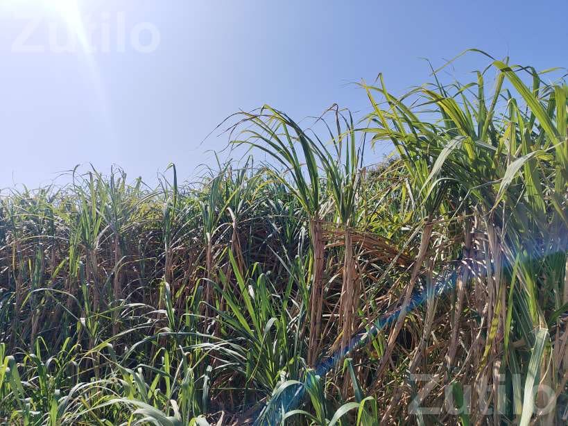 Agricultural Land with Sugarcane Crop 2.5 Vigha