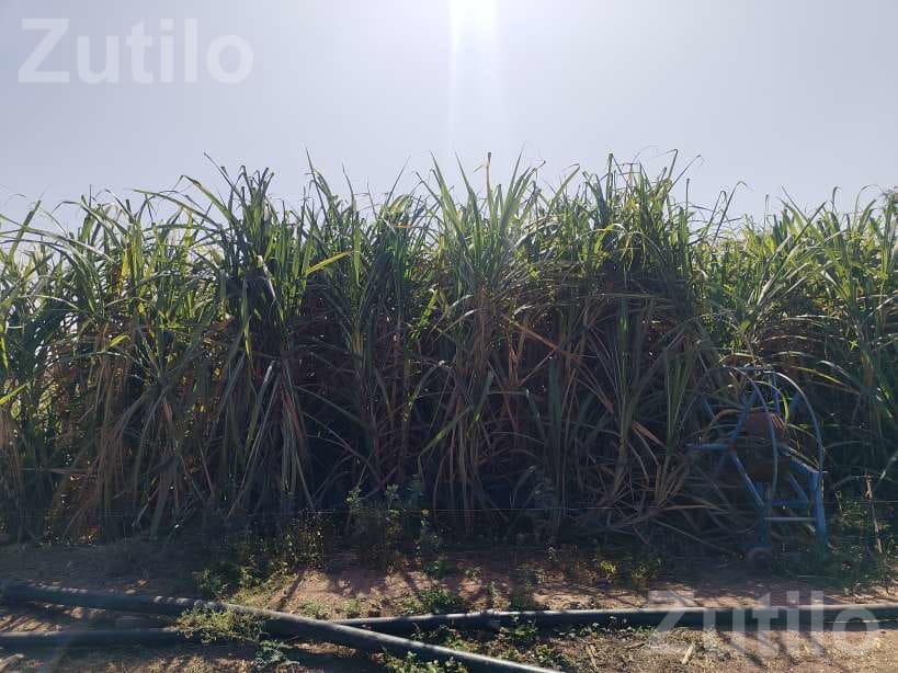 Agricultural Land with Sugarcane Crop 2.5 Vigha - Land & Plots - Lalpur - Image 3