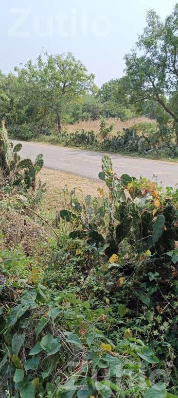 12.30 Vigha Road Touch Agricultural Land - જમીન અને પ્લોટ - રાજકોટ શહેર - Image 3