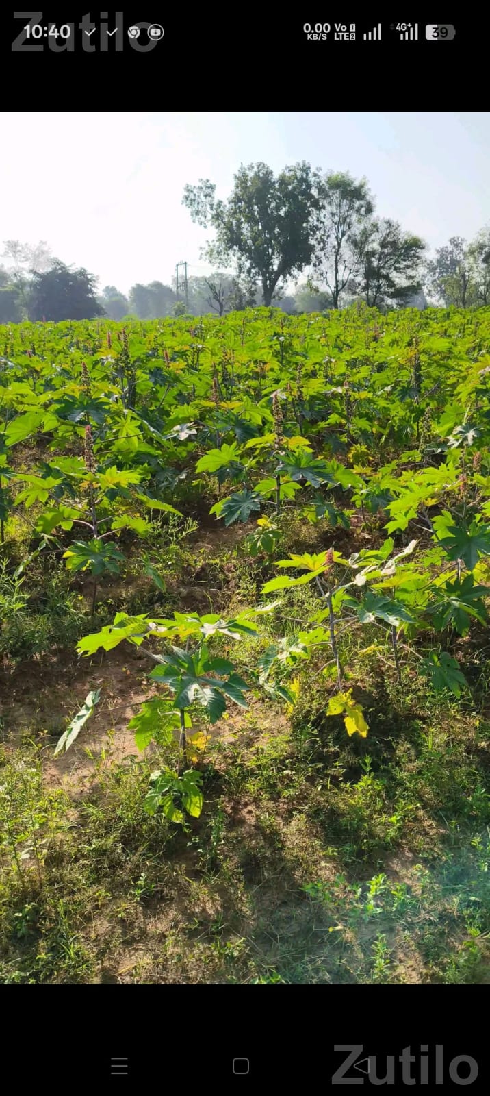 1 Bigha Agricultural Land for Sale