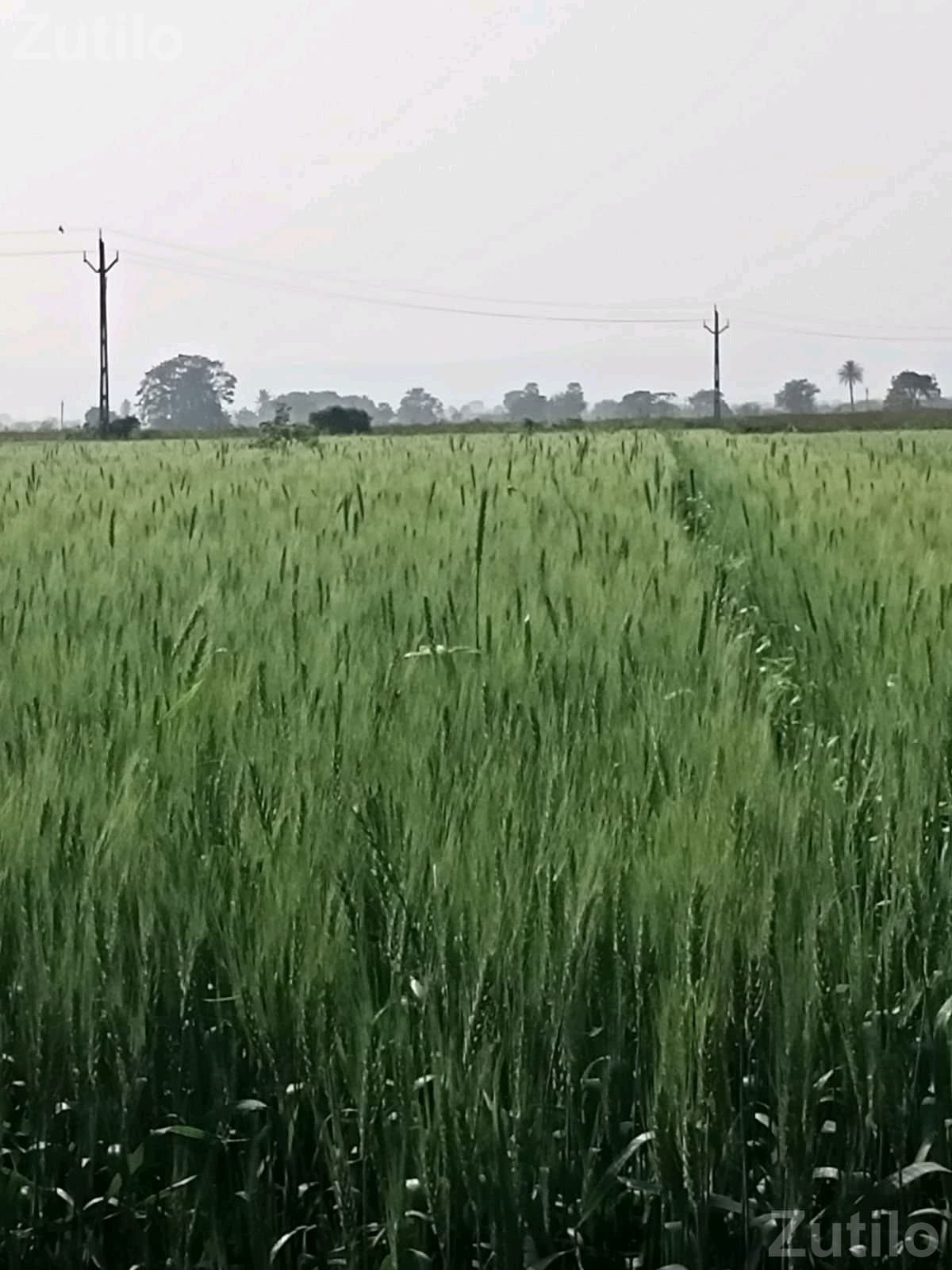 45 Vigha Agricultural Land Available in Share