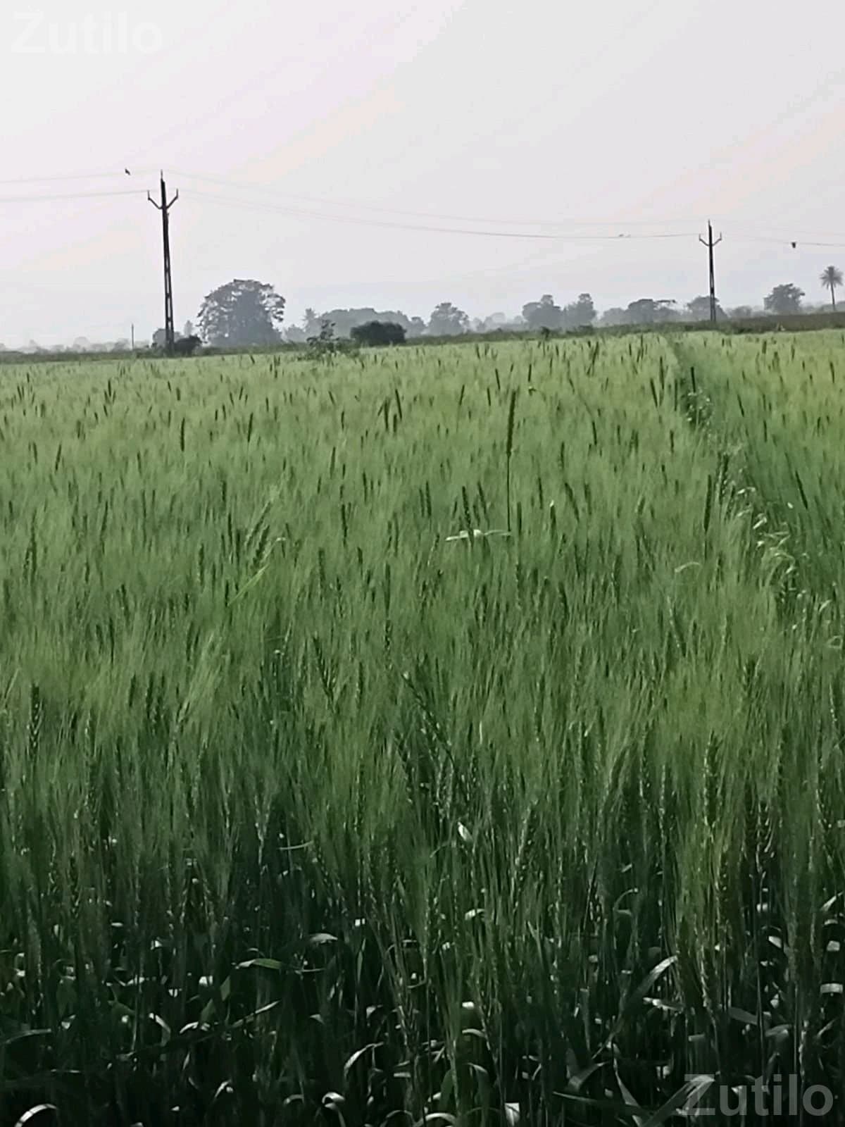 45 Vigha Agricultural Land Available in Share - જમીન અને પ્લોટ - ઉપલેટા - Image 2